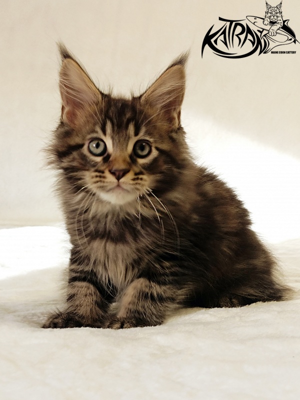 Katran Nash - Kitten maine-coon 2 months