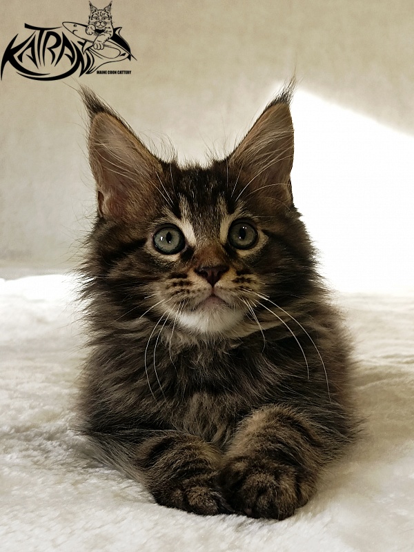 Katran Nash - Kitten maine-coon 2 months