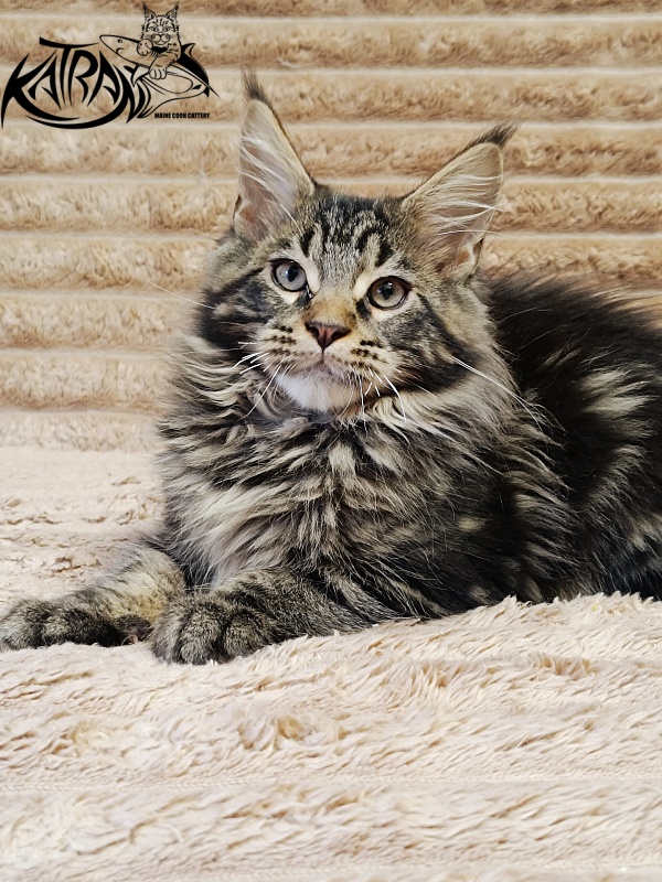 Katran Nash - Kitten maine-coon 3 months