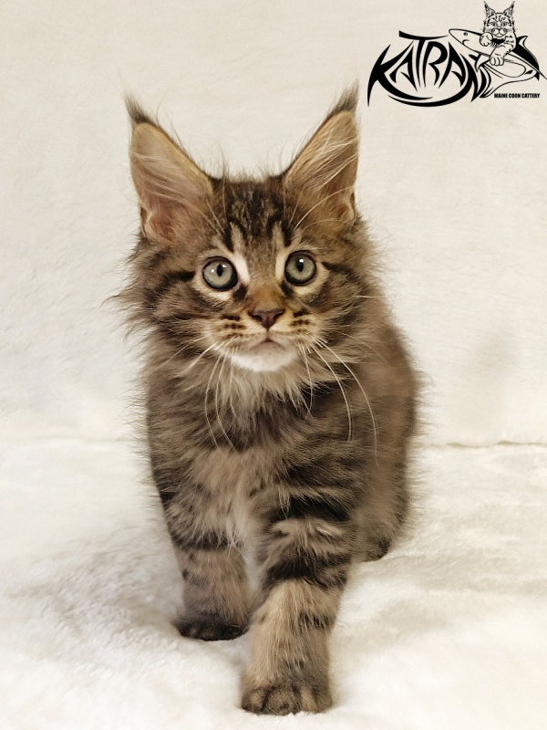 Katran Nash - Kitten maine-coon 2 months