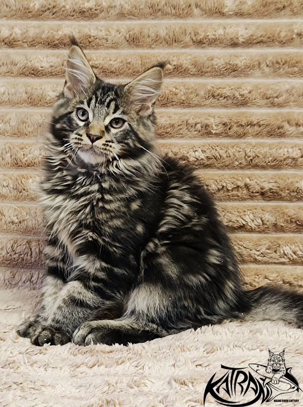 Katran Nash - Kitten maine-coon 3 months