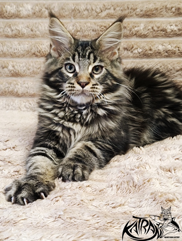 Katran Nash - Kitten maine-coon 3 months