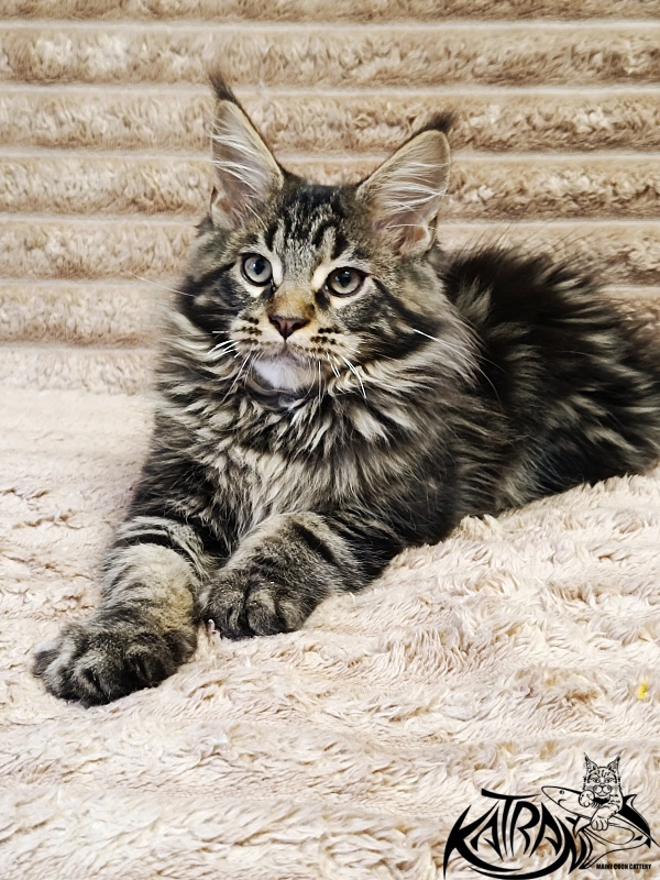 Katran Nash - Kitten maine-coon 3 months