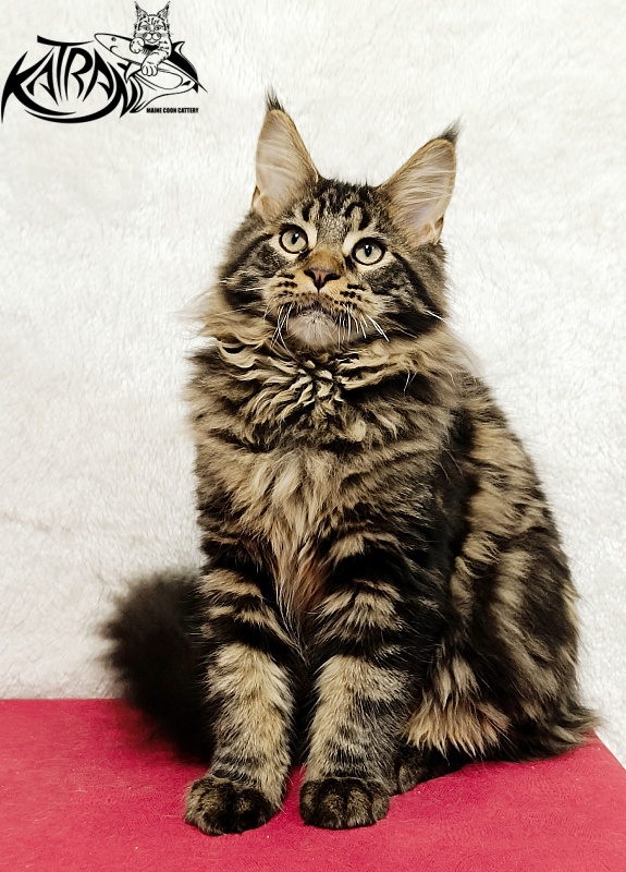 Katran Nash - Kitten maine-coon 4 months