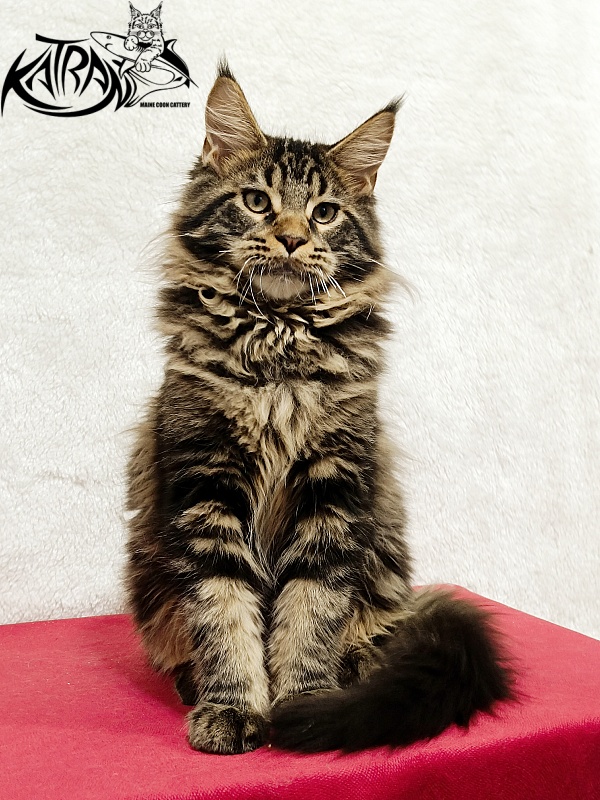 Katran Nash - Kitten maine-coon 4 months