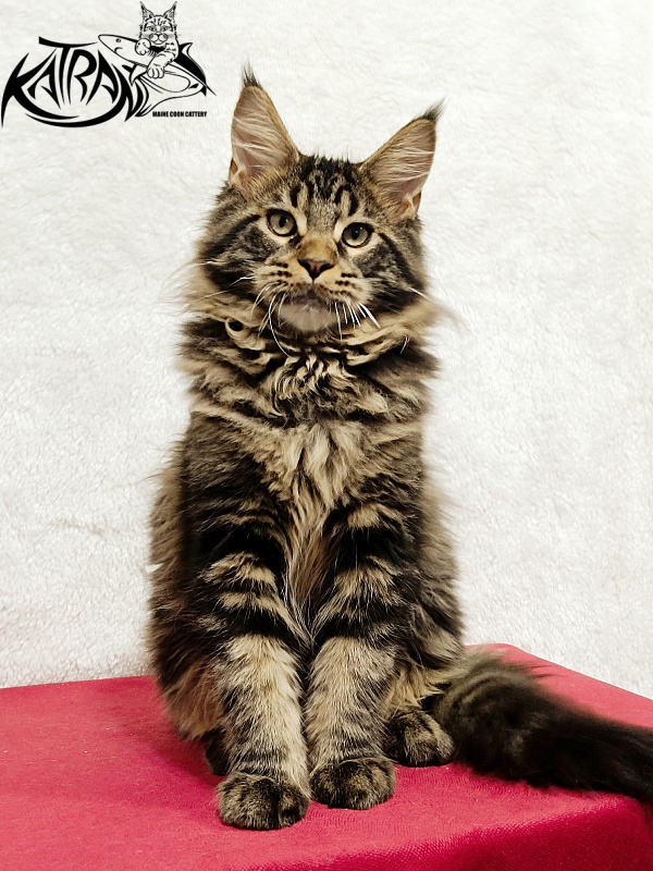 Katran Nash - Kitten maine-coon 4 months