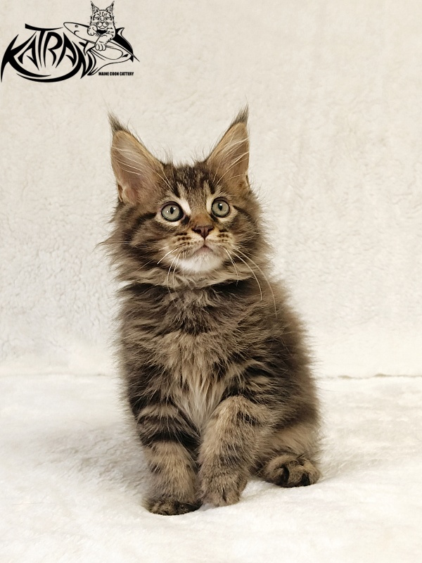 Katran Nash - Kitten maine-coon 2 months