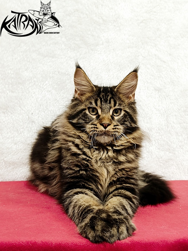 Katran Nash - Kitten maine-coon 4 months