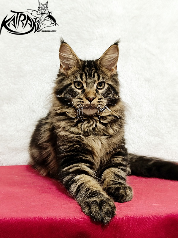 Katran Nash - Kitten maine-coon 4 months