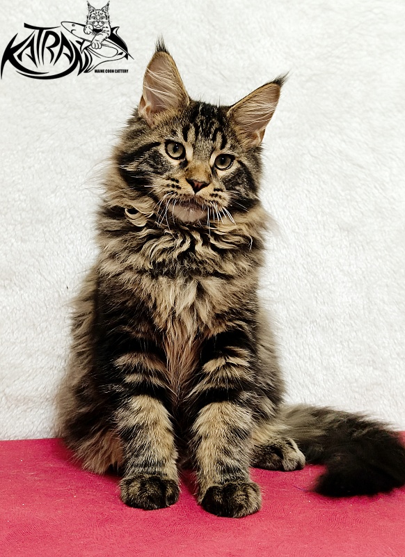 Katran Nash - Kitten maine-coon 4 months