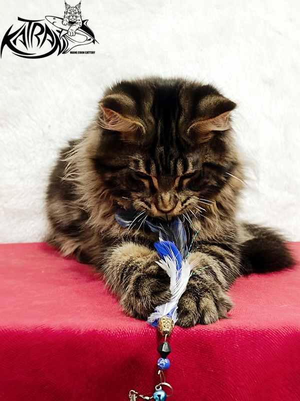 Katran Nash - Kitten maine-coon 4 months