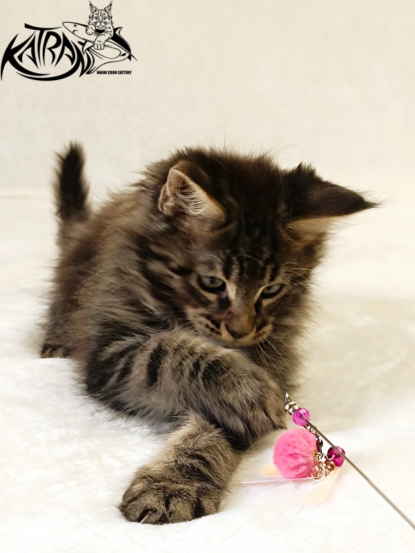 Katran Nash - Kitten maine-coon 2 months
