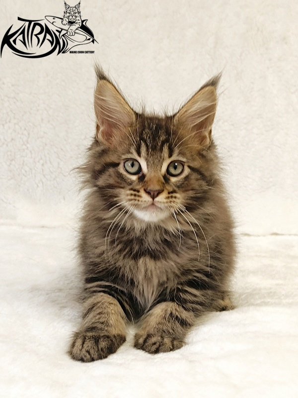 Katran Nash - Kitten maine-coon 2 months
