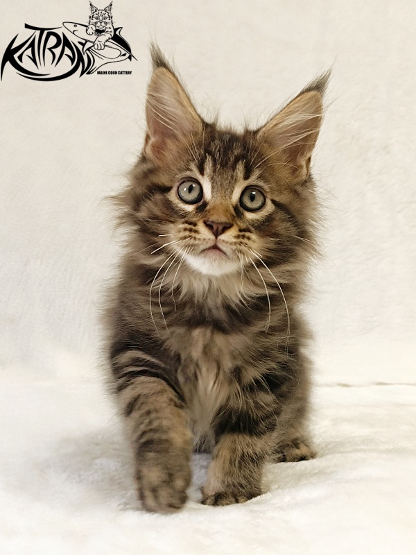 Katran Nash - Kitten maine-coon 2 months