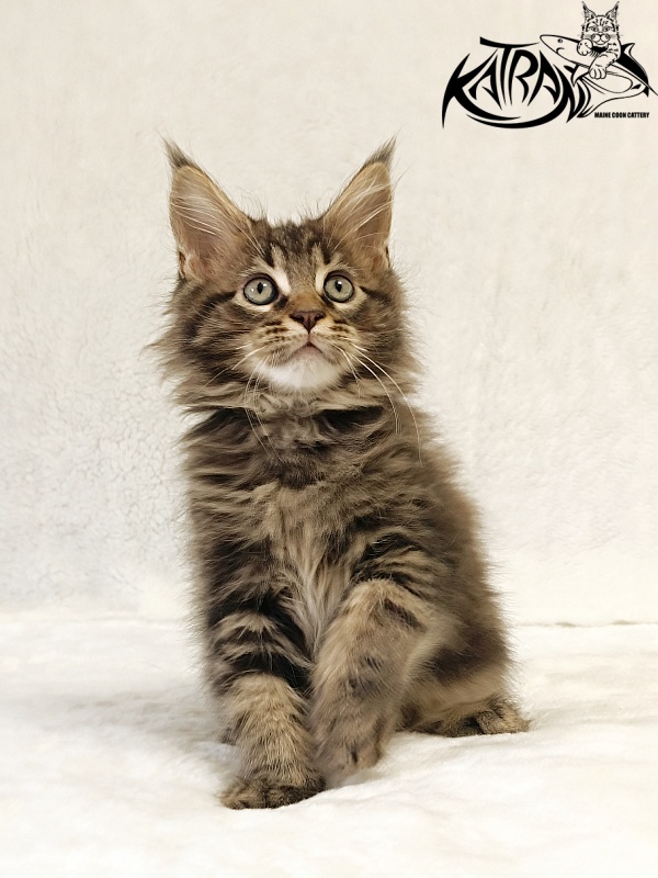 Katran Nash - Kitten maine-coon 2 months