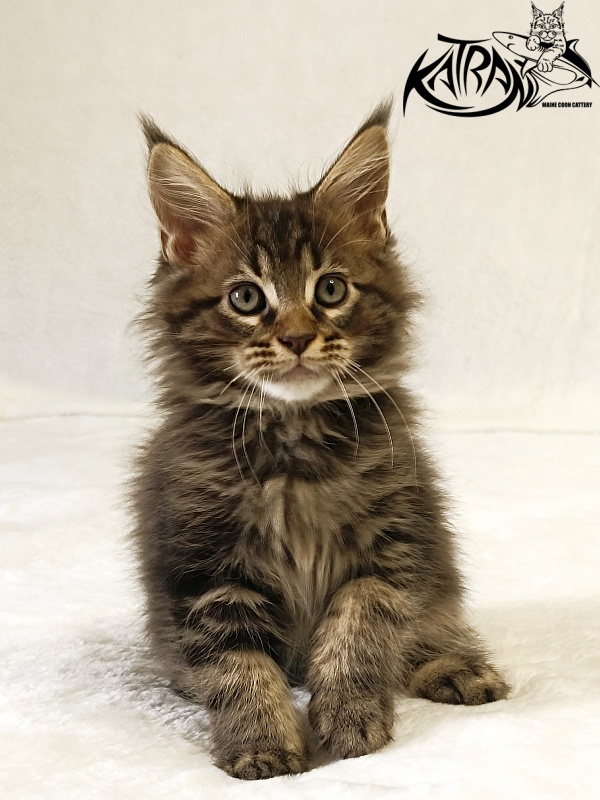 Katran Nash - Kitten maine-coon 2 months