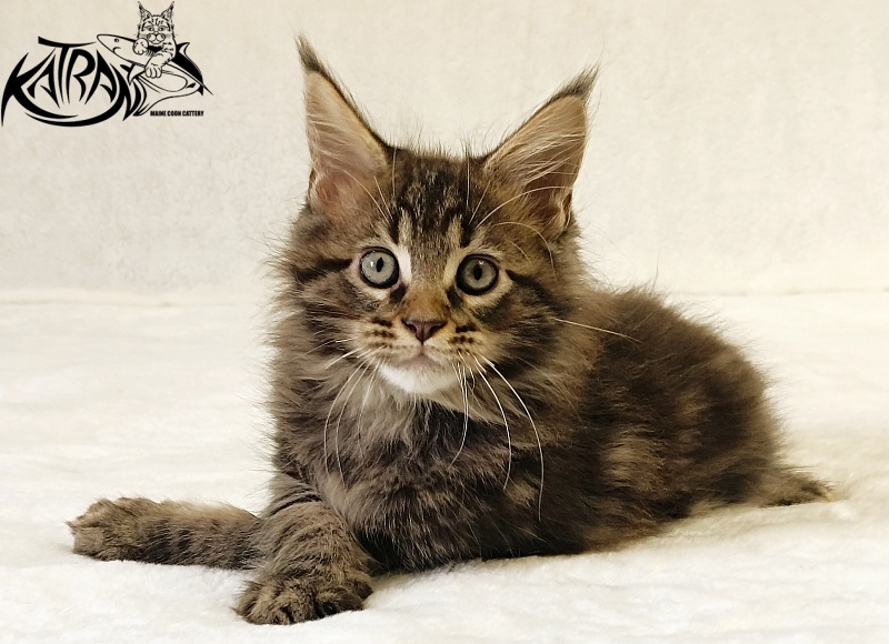 Katran Nash - Kitten maine-coon 2 months