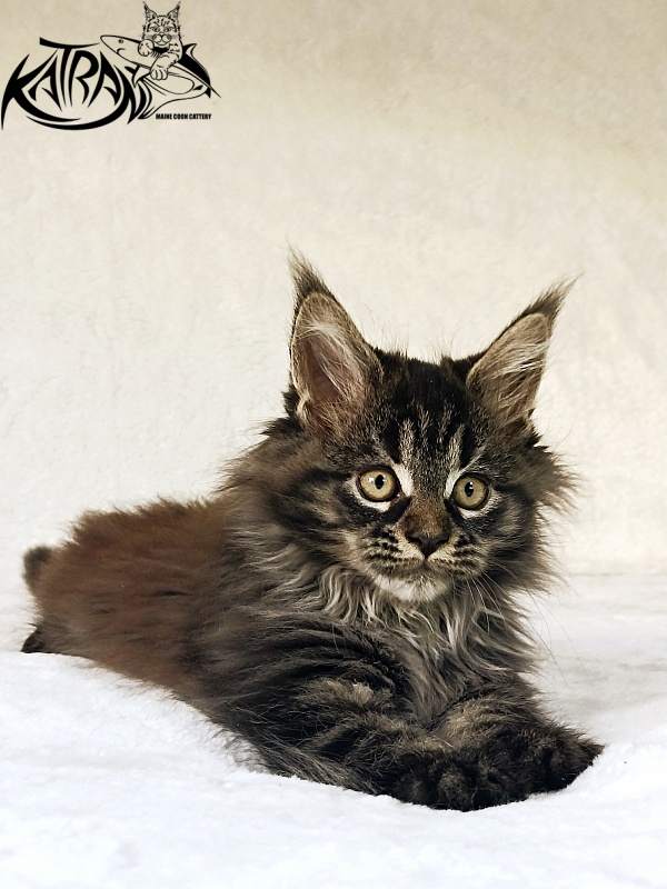 Katran Nebula - Котенок мейн-кун 2 месяца