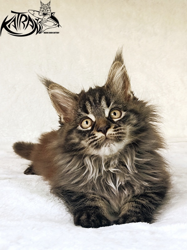 Katran Nebula - Котенок мейн-кун 2 месяца