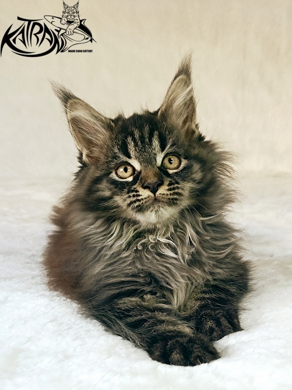 Katran Nebula - Котенок мейн-кун 2 месяца