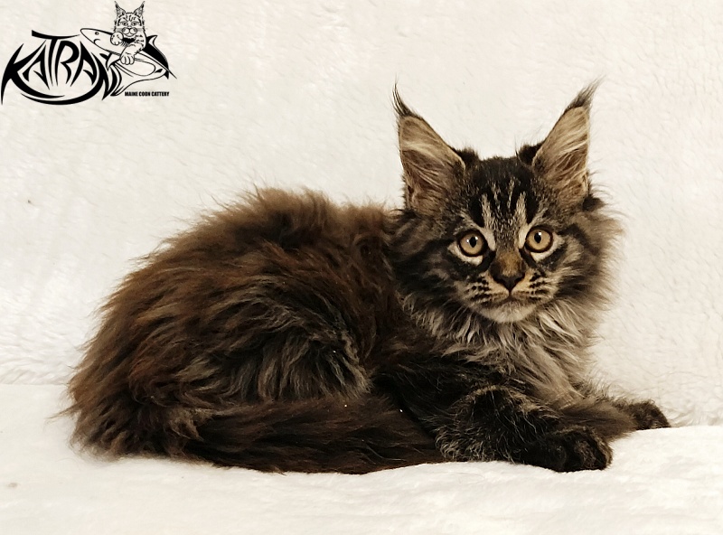 Katran Nebula - Котенок мейн-кун 2 месяца