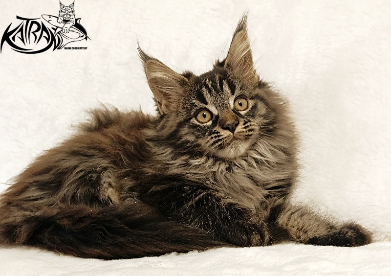 Katran Nebula - Котенок мейн-кун 2 месяца