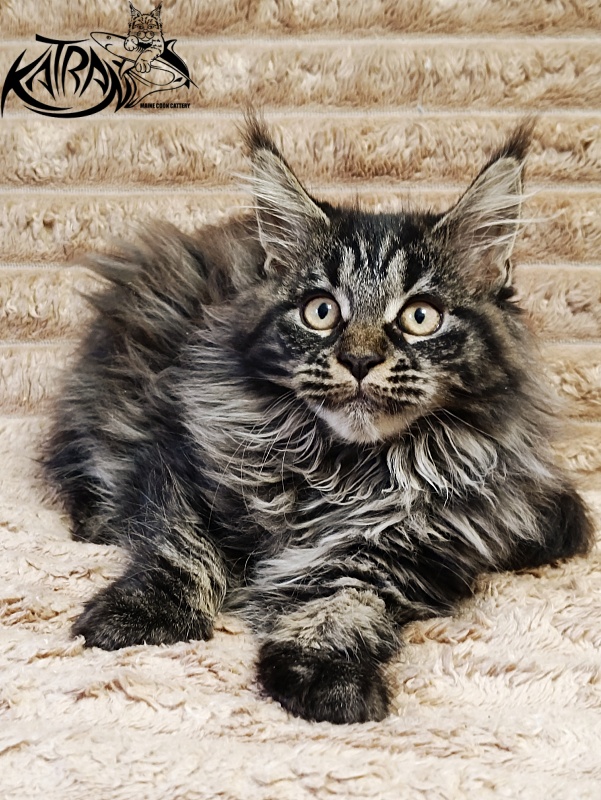 Katran Nebula - Котенок мейн-кун 3 месяца