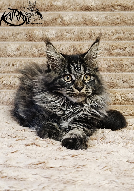 Katran Nebula - Котенок мейн-кун 3 месяца