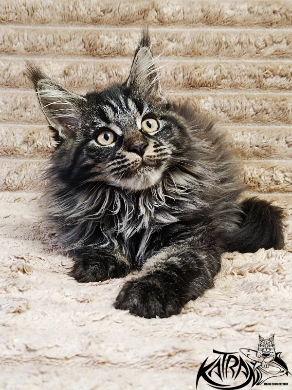 Katran Nebula - Котенок мейн-кун 3 месяца
