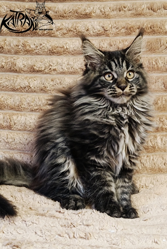 Katran Nebula - Котенок мейн-кун 3 месяца