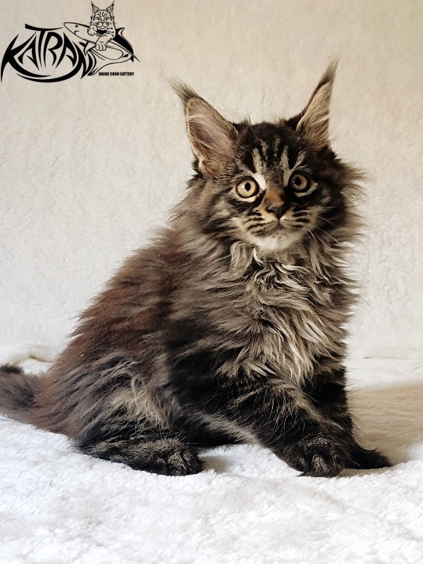 Katran Nebula - Котенок мейн-кун 2 месяца