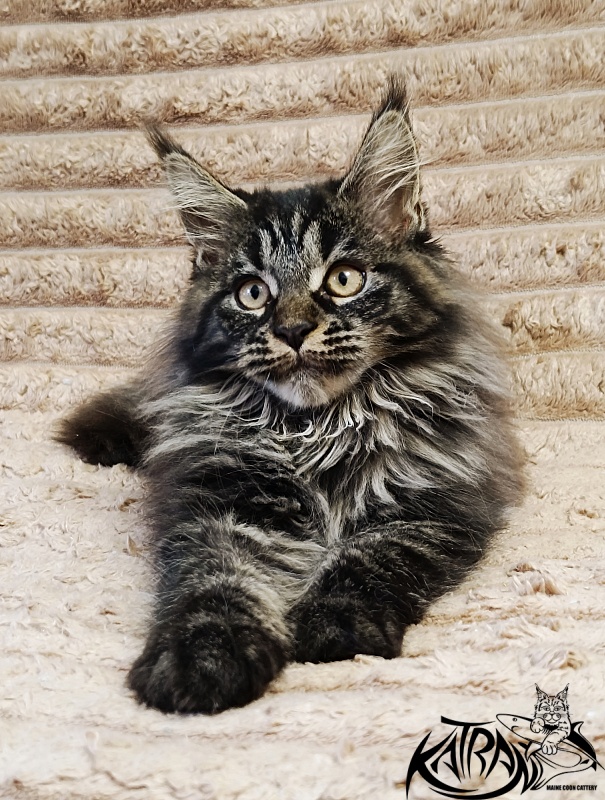Katran Nebula - Котенок мейн-кун 3 месяца