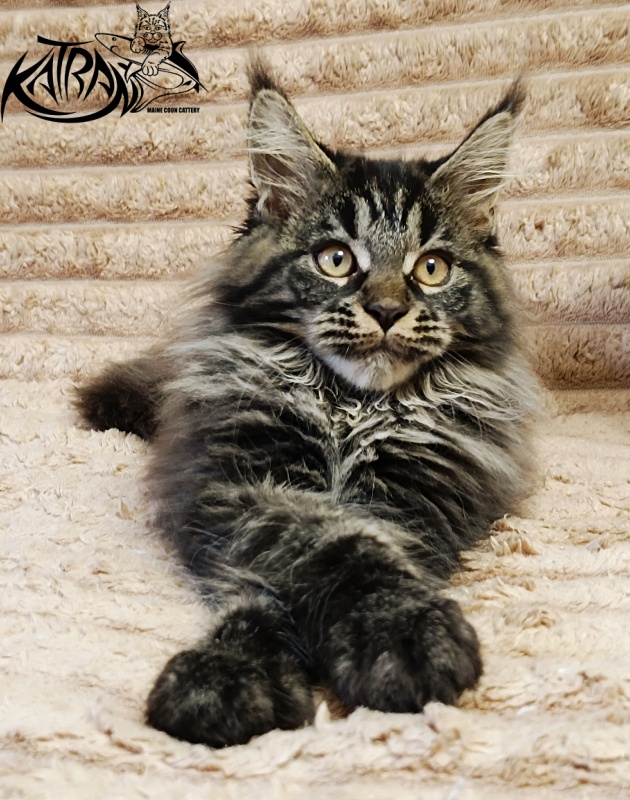 Katran Nebula - Котенок мейн-кун 3 месяца