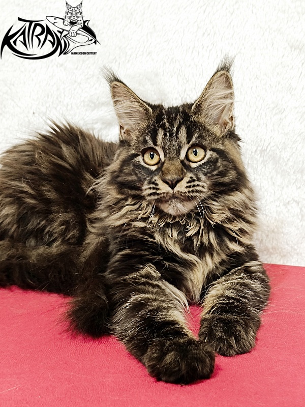 Katran Nebula - Котенок мейн-кун 4 месяца