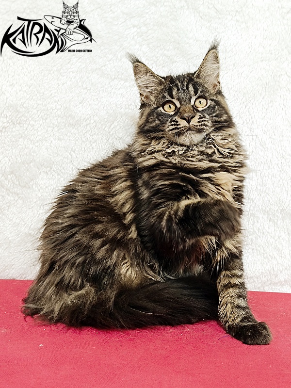 Katran Nebula - Котенок мейн-кун 4 месяца