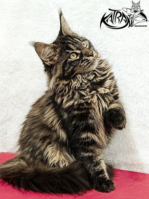 Katran Nebula - Котенок мейн-кун 4 месяца