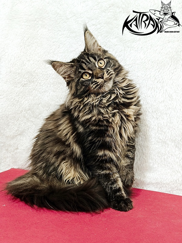 Katran Nebula - Котенок мейн-кун 4 месяца