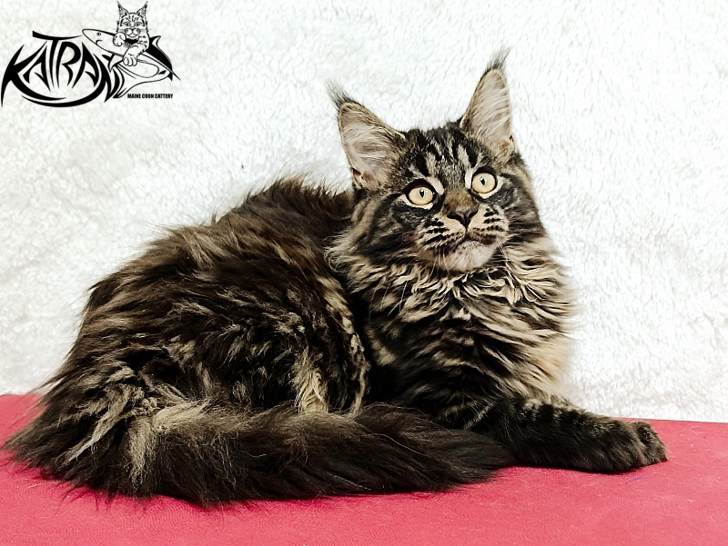 Katran Nebula - Котенок мейн-кун 4 месяца