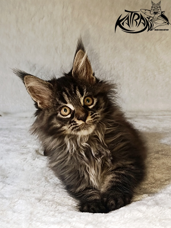 Katran Nebula - Котенок мейн-кун 2 месяца