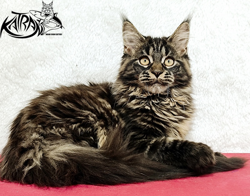 Katran Nebula - Котенок мейн-кун 4 месяца