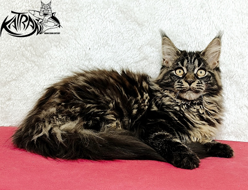 Katran Nebula - Котенок мейн-кун 4 месяца