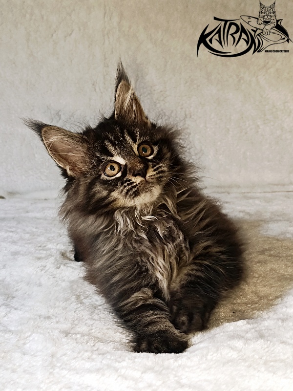 Katran Nebula - Котенок мейн-кун 2 месяца