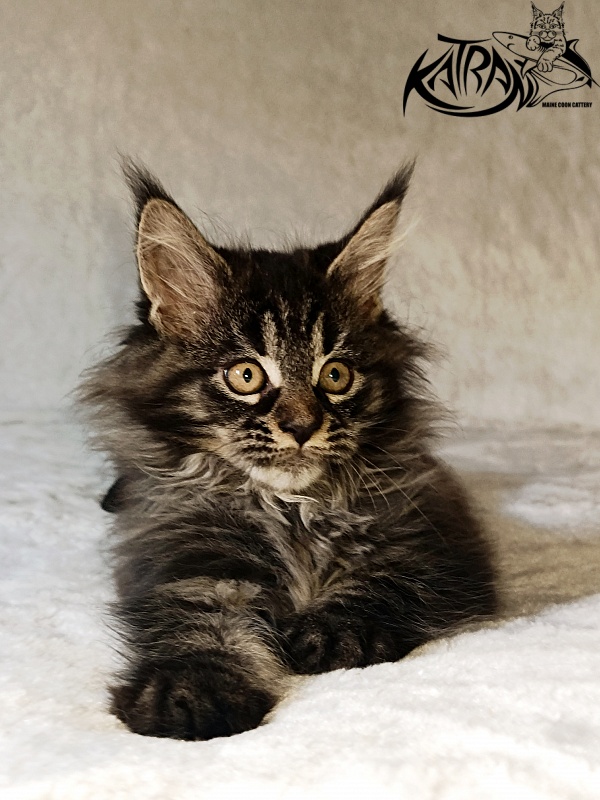 Katran Nebula - Котенок мейн-кун 2 месяца