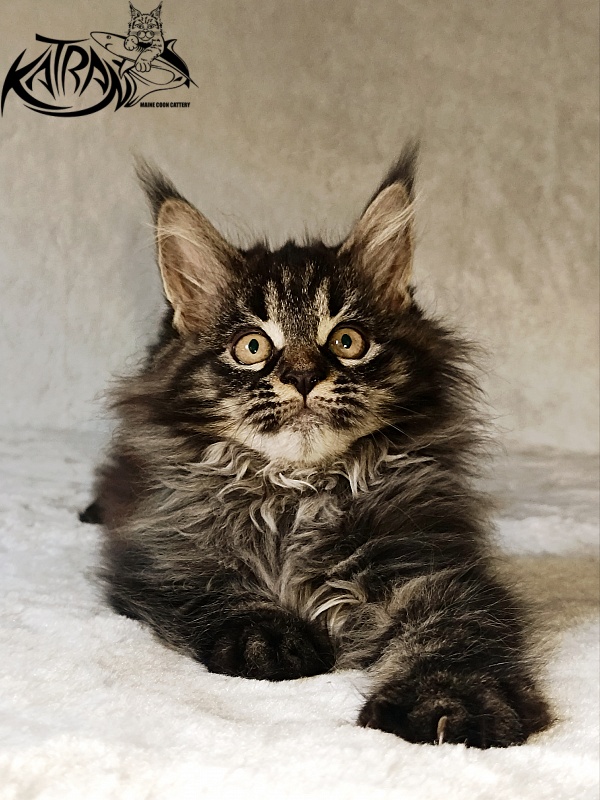 Katran Nebula - Котенок мейн-кун 2 месяца