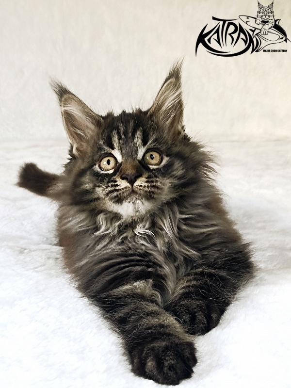 Katran Nebula - Котенок мейн-кун 2 месяца
