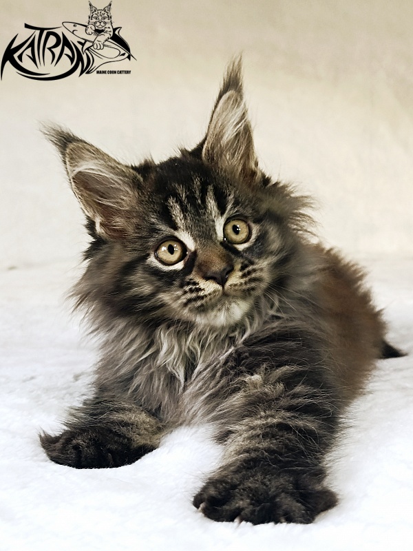 Katran Nebula - Котенок мейн-кун 2 месяца