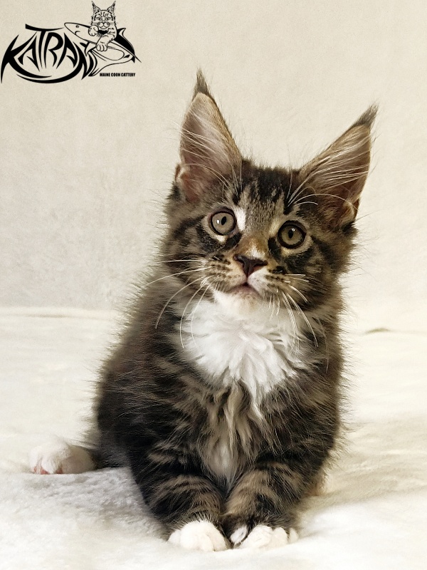 Katran Nick - Кошеня мейн-кун 2 місяця