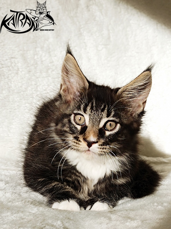 Katran Nick - Кошеня мейн-кун 2 місяця