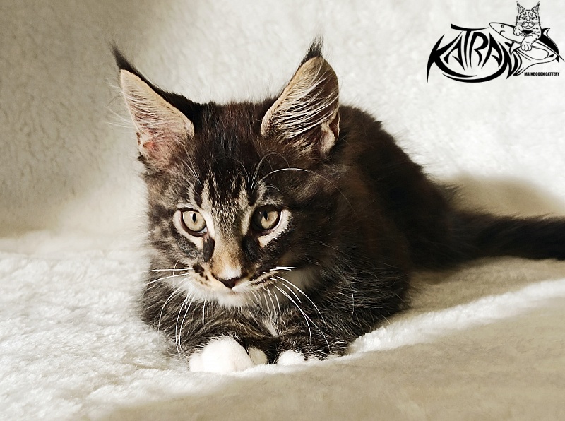 Katran Nick - Кошеня мейн-кун 2 місяця