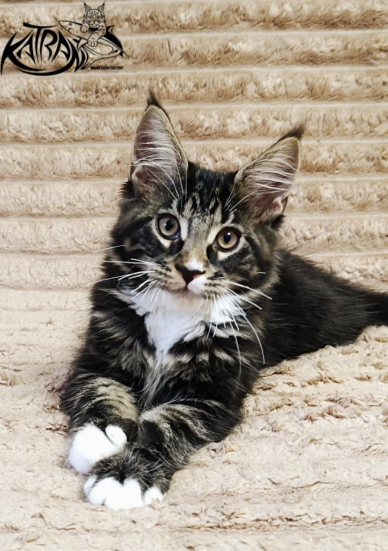 Katran Nick - Кошеня мейн-кун 3 місяця